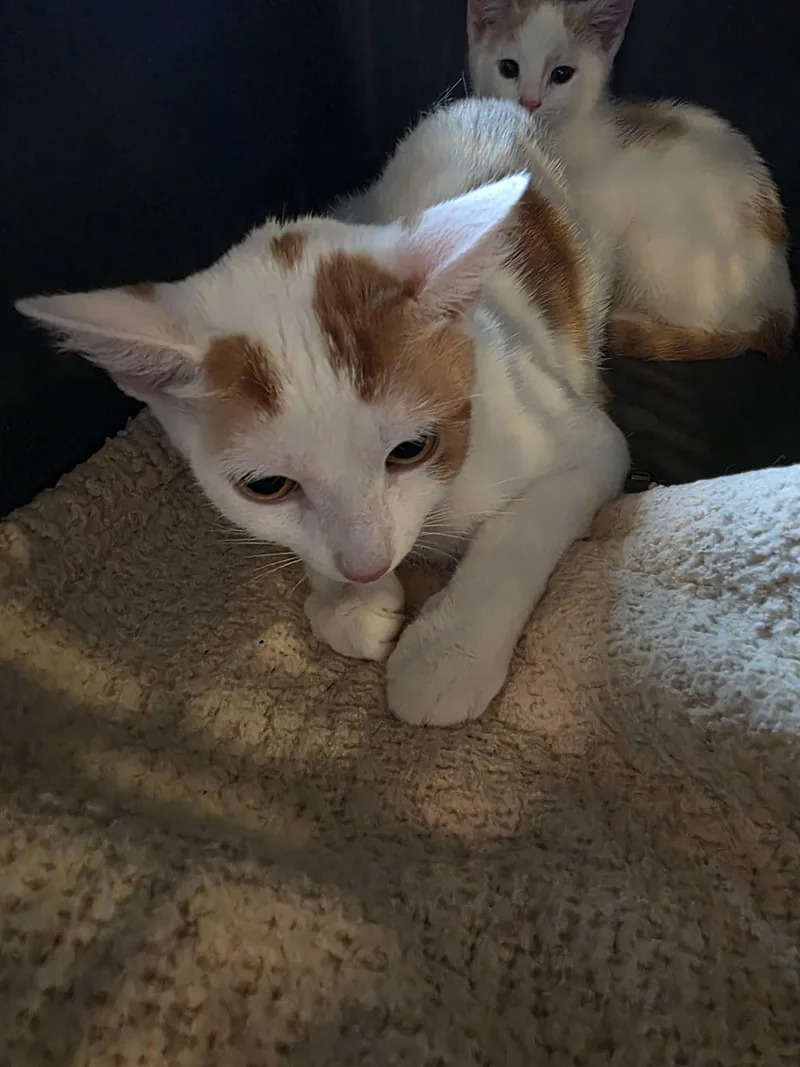 A young medium-sized female Orange & White Domestic Short Hair cat named Cheeto Supreme for adoption in Trenton, NJ