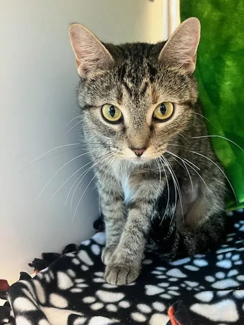 A young medium-sized female Tabby (Brown / Chocolate) Domestic Short Hair cat named Joan Cena for adoption in Manassas, VA