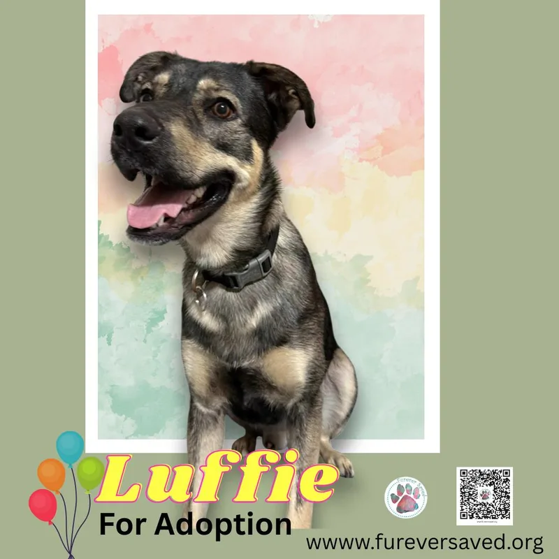 A young medium-sized male Brown / Chocolate German Shepherd Dog dog named Luffy for adoption in Miami, FL