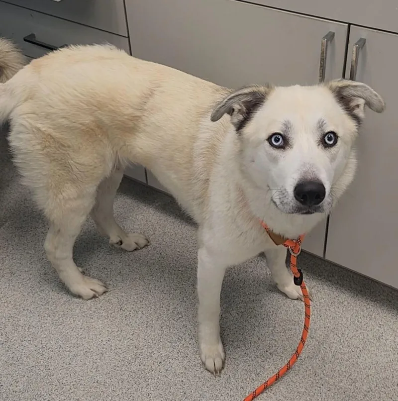 A young medium-sized female White / Cream Husky dog named Peppa for adoption in Frankfort, KY