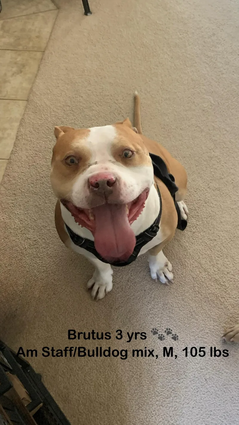 Brutus