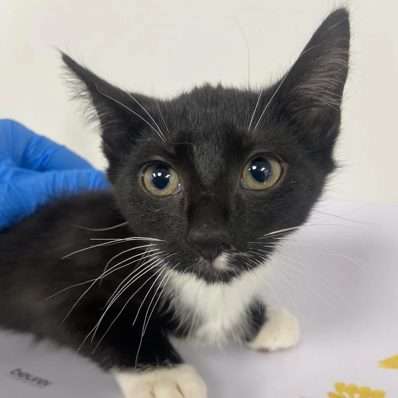 A baby small-sized male Black Domestic Short Hair cat named Marcel for adoption in Allentown, PA