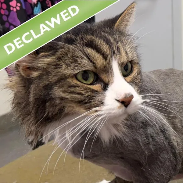 A senior small-sized male Domestic Long Hair cat named Midnight for adoption in Des Moines, IA