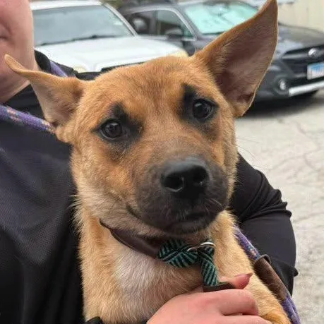 A baby medium-sized female Golden Shepherd dog named Nyla for adoption in Chicago, IL