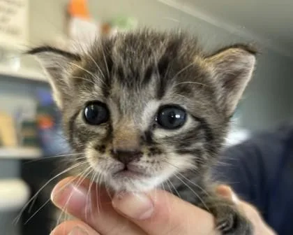A baby medium-sized female Domestic Short Hair cat named Luka for adoption in West Memphis, AR