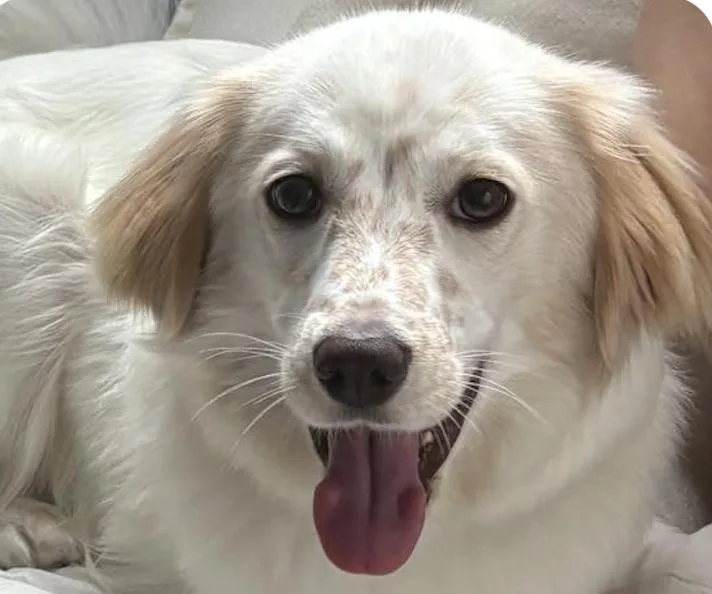 An adult small-sized female English Setter dog named Meringue for adoption in San Ramon, CA