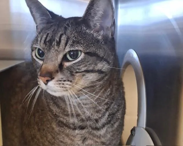 An adult extra large-sized male Domestic Short Hair cat named Paul for adoption in Olathe, KS