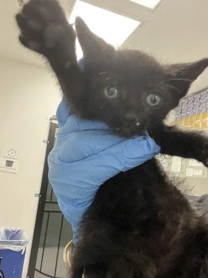 A baby small-sized male Black Domestic Short Hair cat named Nutmeg for adoption in Oakland, CA