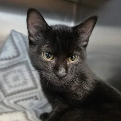 A young small-sized male Domestic Short Hair cat named Cal for adoption in Beatrice, NE