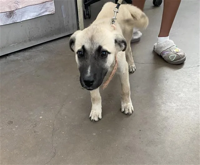 A baby large-sized female Mixed Breed dog named Snow White for adoption in Dallas, TX