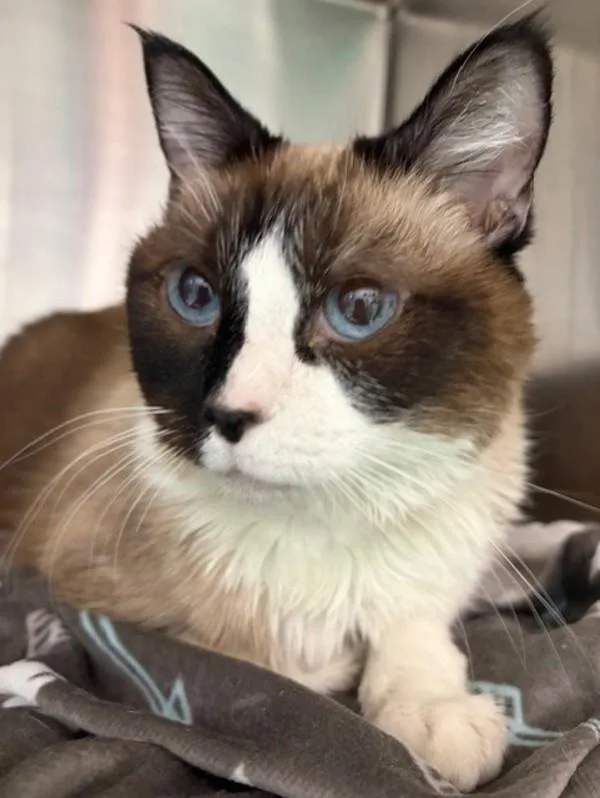 A senior small-sized female Snowshoe cat named Mocha for adoption in Golden, CO