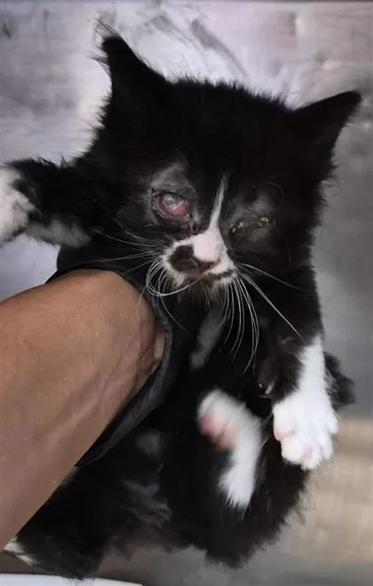 A baby small-sized male Black Domestic Short Hair cat named 61487793 for adoption in El Paso, TX