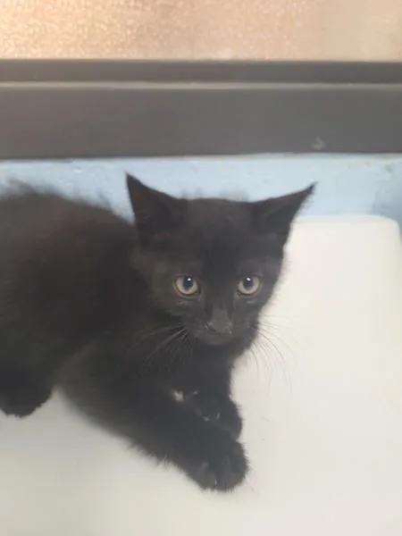A baby small-sized female Domestic Short Hair cat named Sf for adoption in Lawrenceville, GA