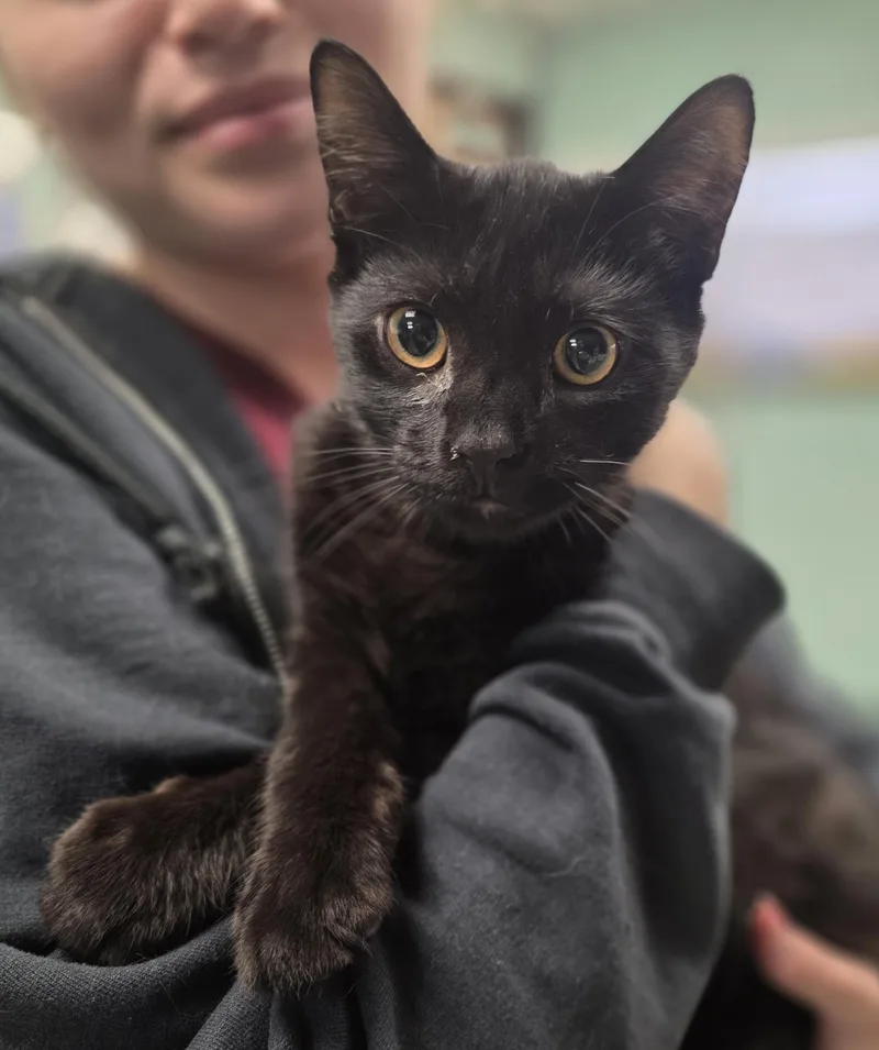 A young medium-sized male Black Domestic Short Hair cat named Jonagold for adoption in Macomb Twp, MI