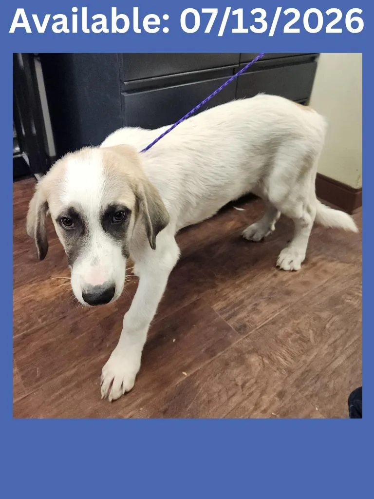 A baby large-sized male Great Pyrenees dog named Dog Kennel for adoption in Greenville, TX