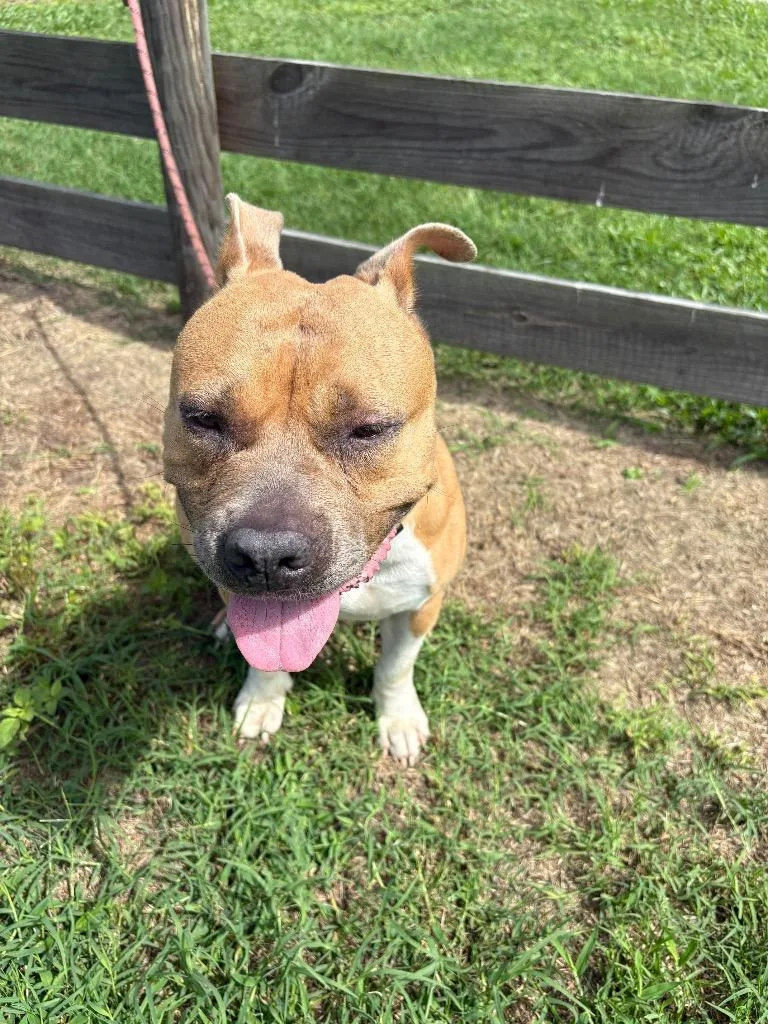 A young large-sized female Pit Bull Terrier dog named Dixie for adoption in Wauchula, FL