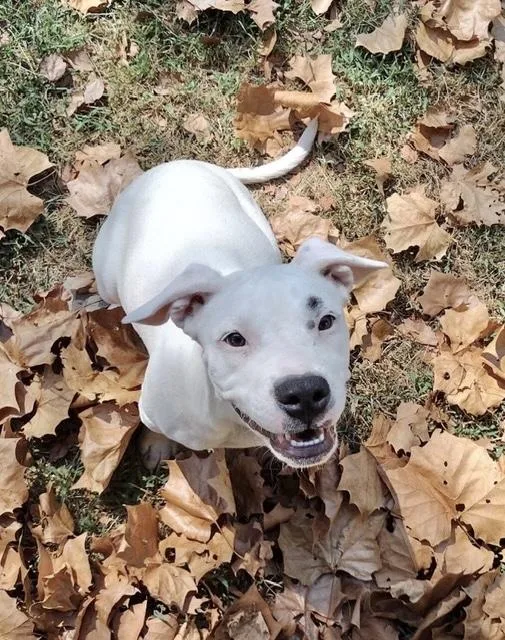 A baby medium-sized male Pit Bull Terrier dog named Piglet for adoption in Manchester, CT