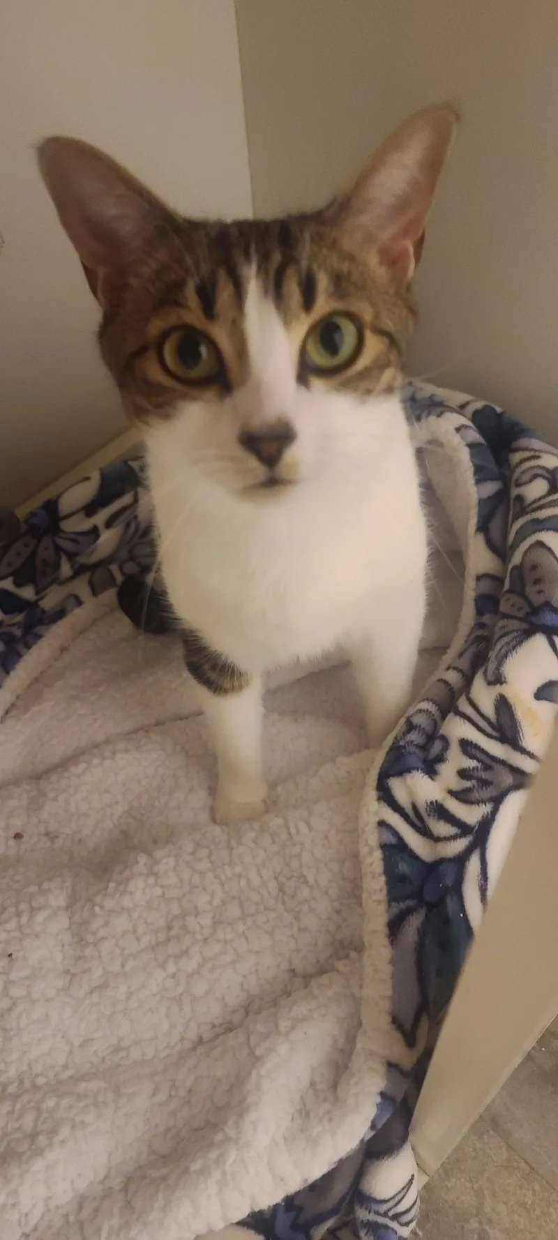An adult medium-sized female Tabby (Buff / Tan / Fawn) Tabby cat named Lightening for adoption in Elgin, SC