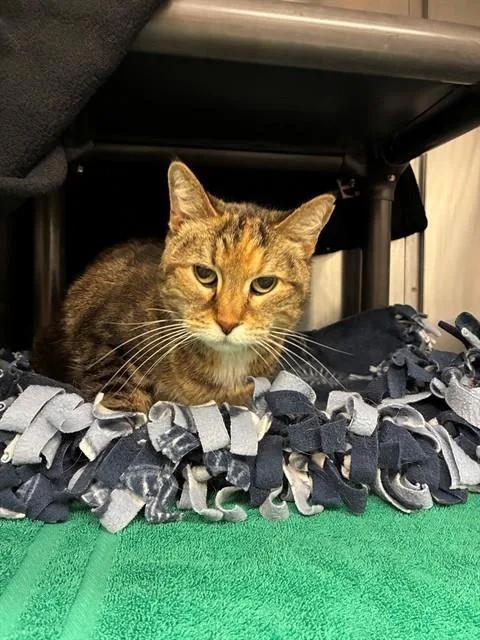 A senior small-sized female Domestic Short Hair cat named Gretchen for adoption in Minneapolis, MN