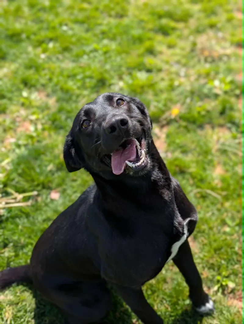 An adult medium-sized female Black Labrador Retriever dog named Rosa for adoption in Chambersburg, PA