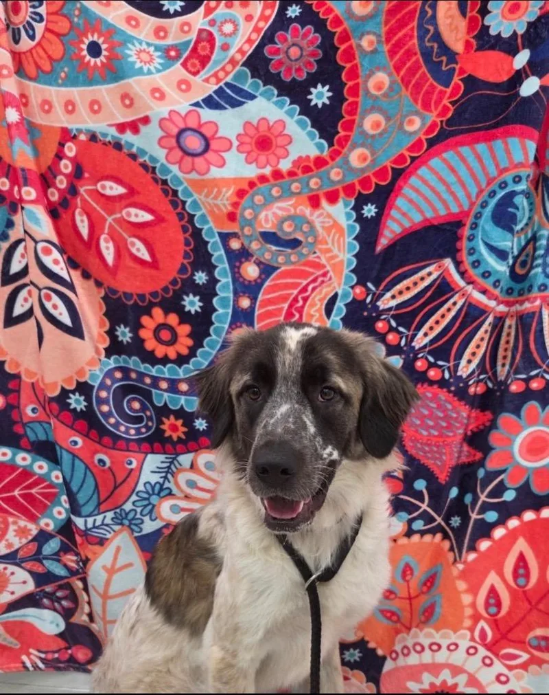 A young large-sized male Anatolian Shepherd dog named Coal for adoption in Brookings, OR