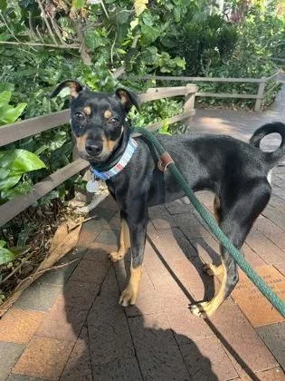 An adult small-sized female Miniature Pinscher dog named Madonna for adoption in Honolulu, HI