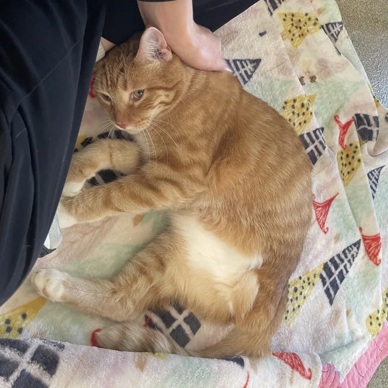 A senior large-sized male Domestic Short Hair cat named Casio for adoption in Chicago, IL