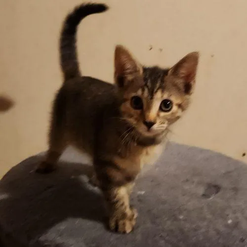 A baby small-sized female Tabby (Tiger Striped) Domestic Short Hair cat named Daisy for adoption in Seven Valleys, PA
