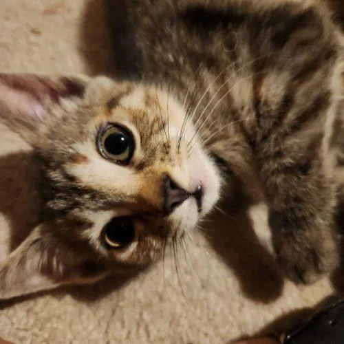 Daisy thumbnail 3