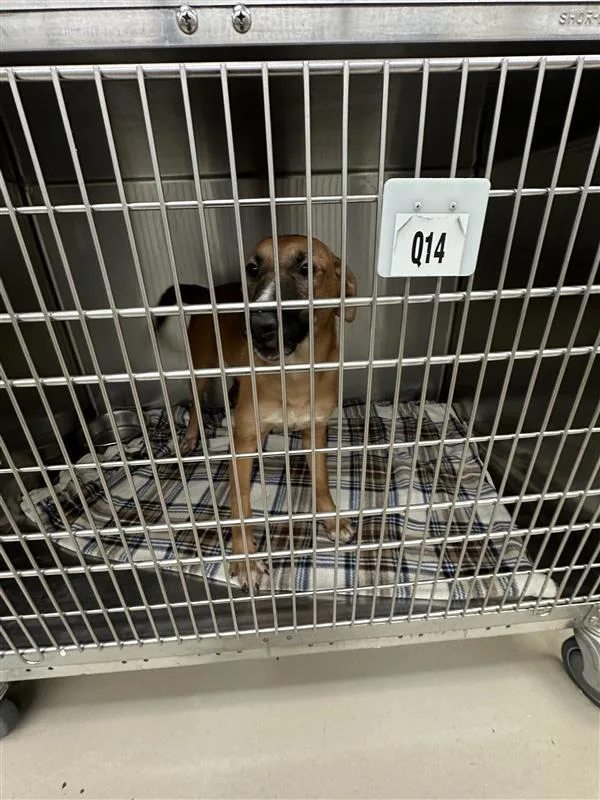 A young medium-sized female Labrador Retriever dog named Sweet Relish for adoption in Austin, TX