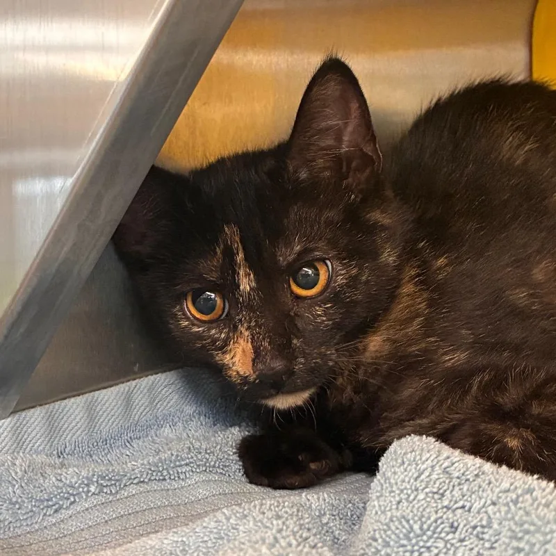 A baby small-sized female Tortoiseshell Domestic Short Hair cat named Galadriel for adoption in Manhattan, KS