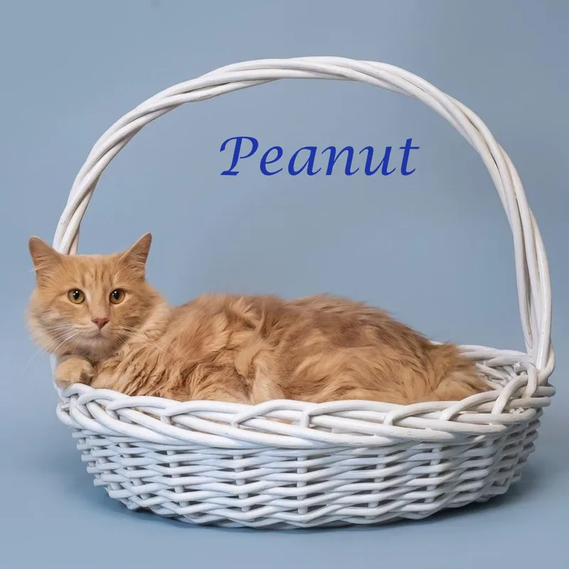 Peanut C