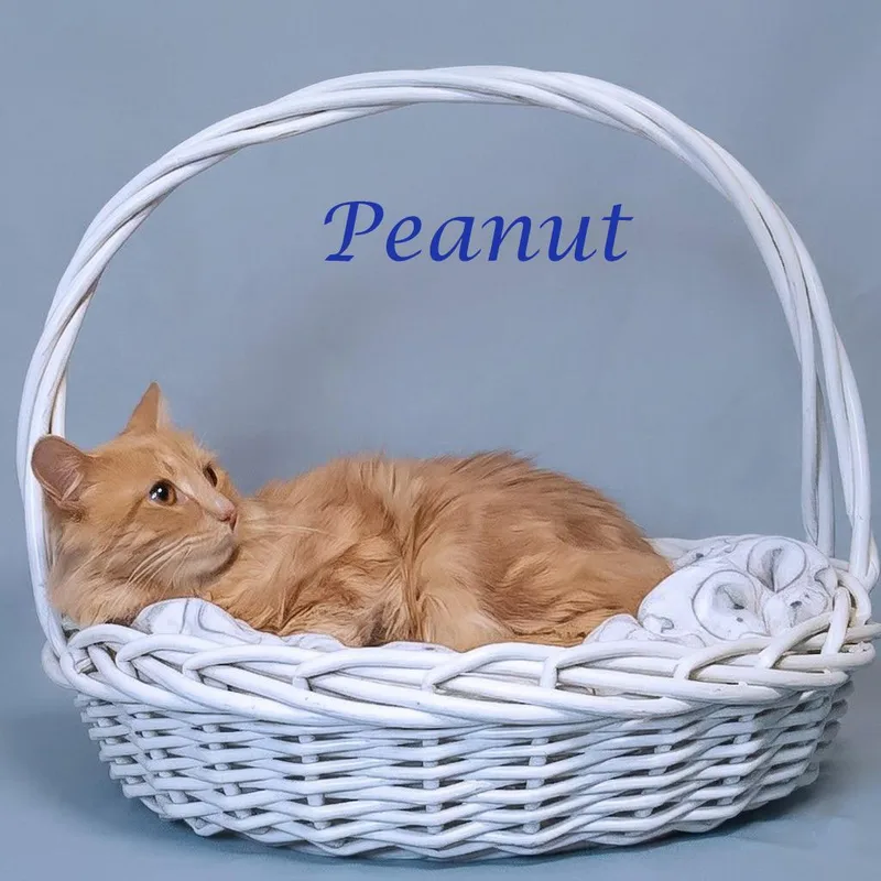 Peanut C thumbnail 2