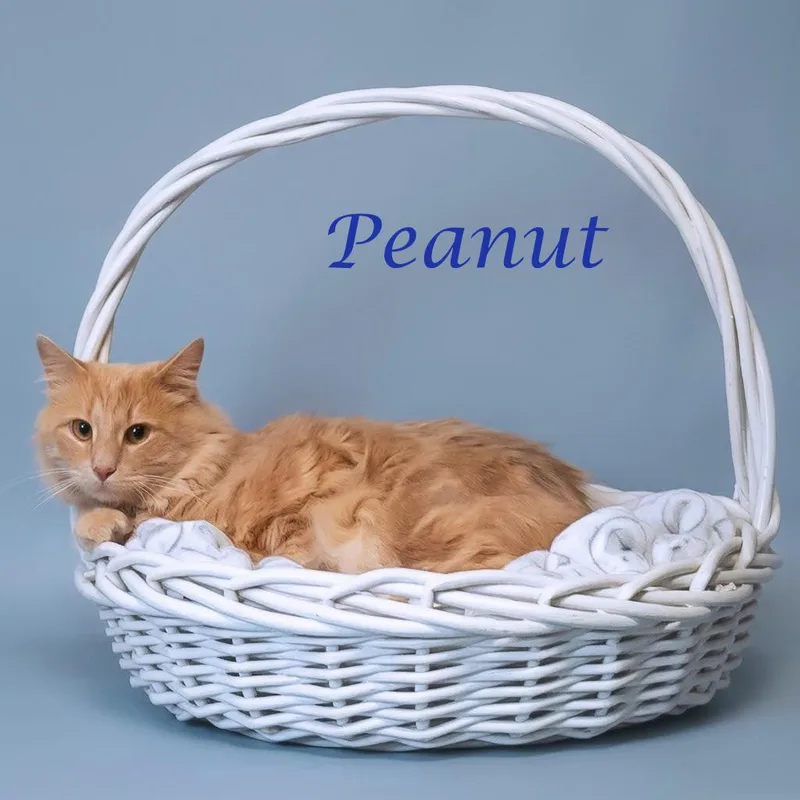 Peanut C thumbnail 3