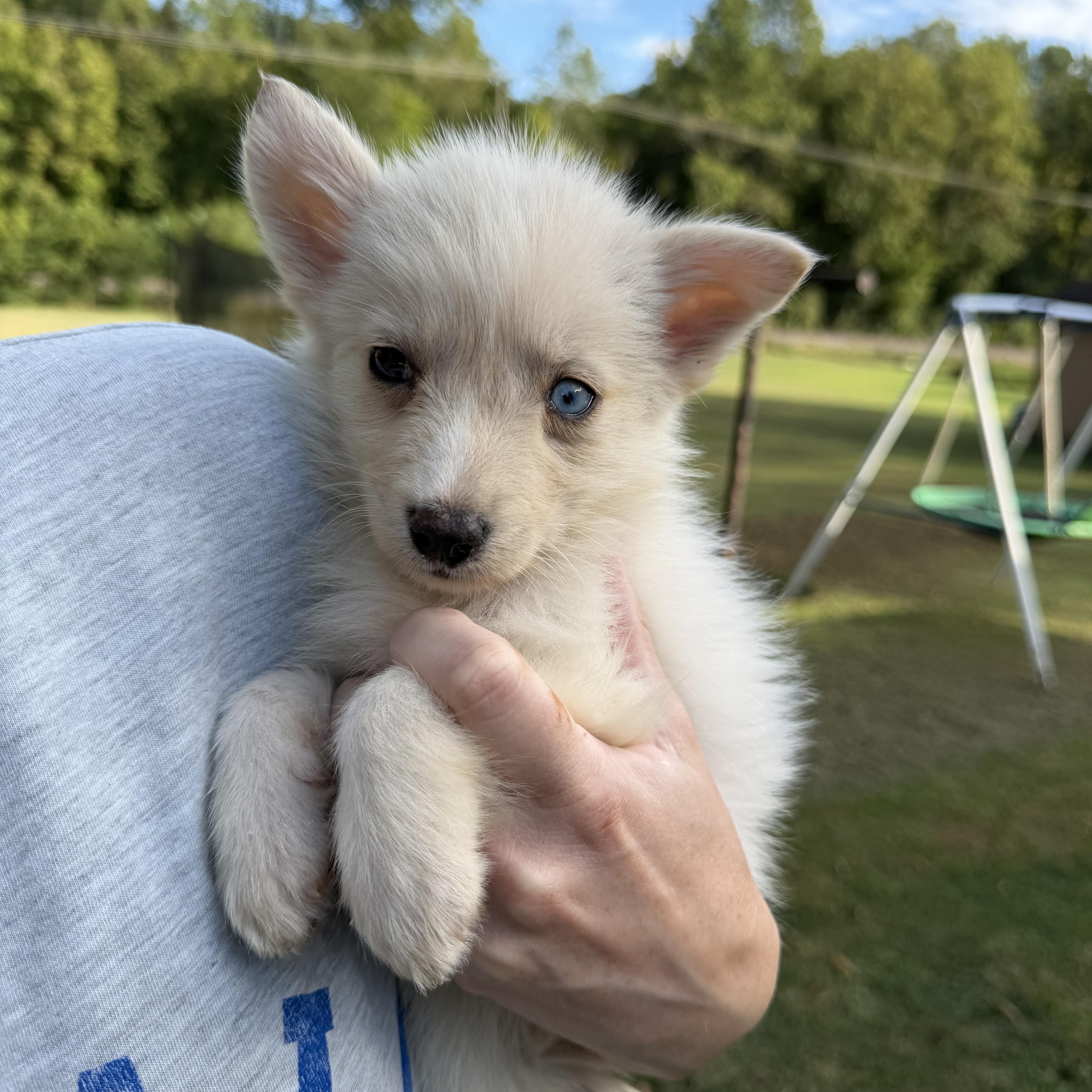 A baby medium-sized female Husky dog named Wrenlee for adoption in Hamilton , NJ