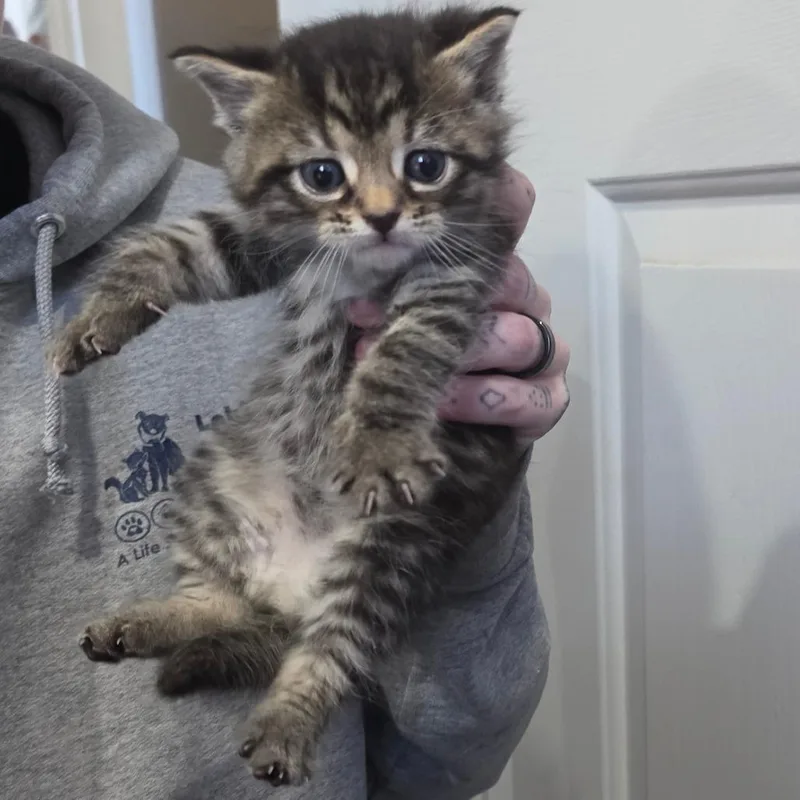 Tilly thumbnail 3