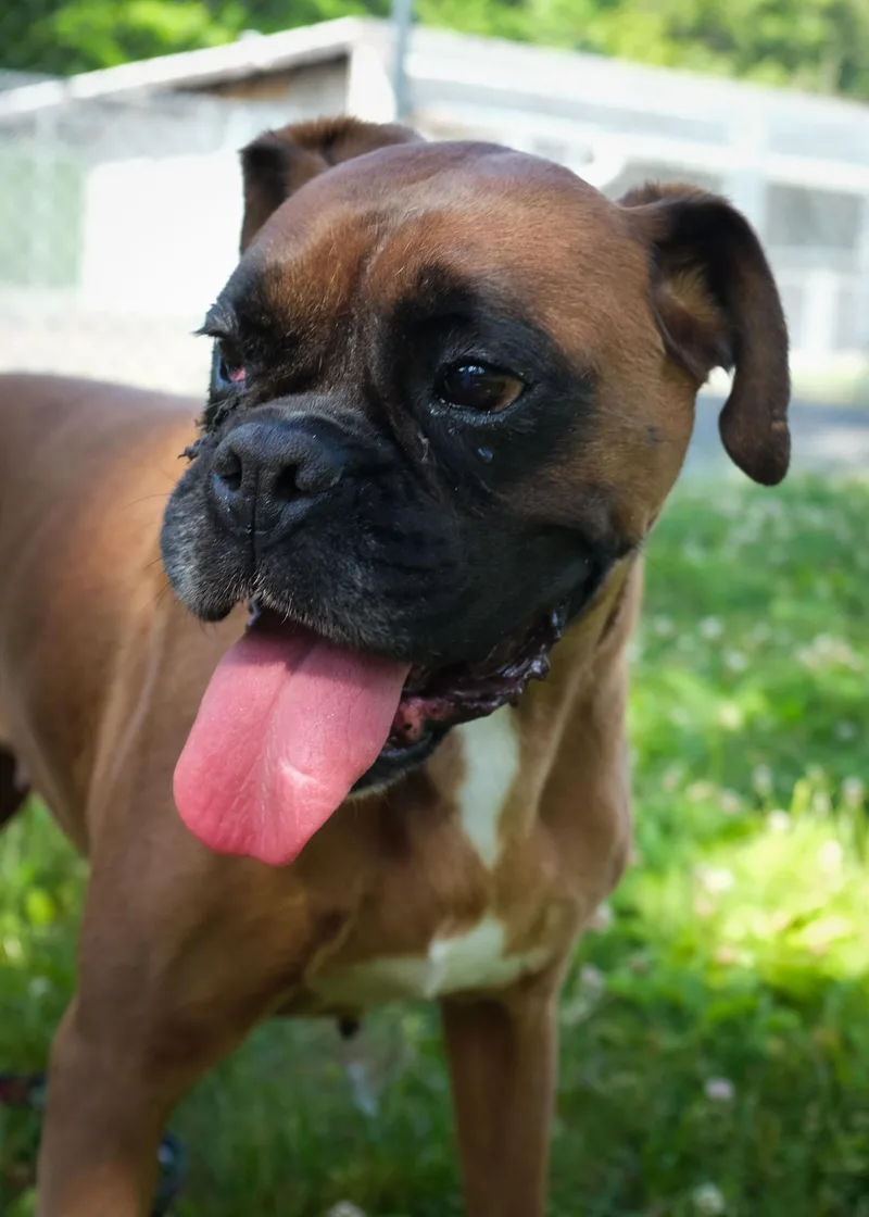 An adult medium-sized female Brindle Boxer dog named Elina for adoption in Middlesex, NJ