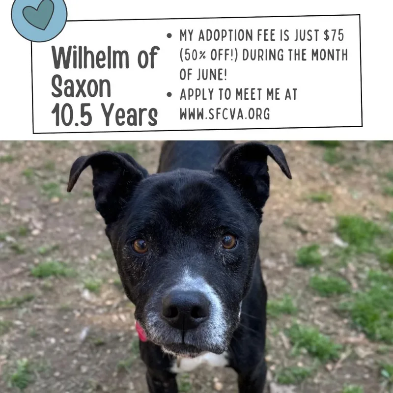 Wilhelm Of Saxon thumbnail 3