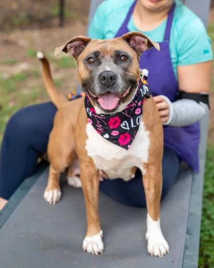 An adult large-sized female Mixed Breed dog named Zazie for adoption in Chamblee, GA