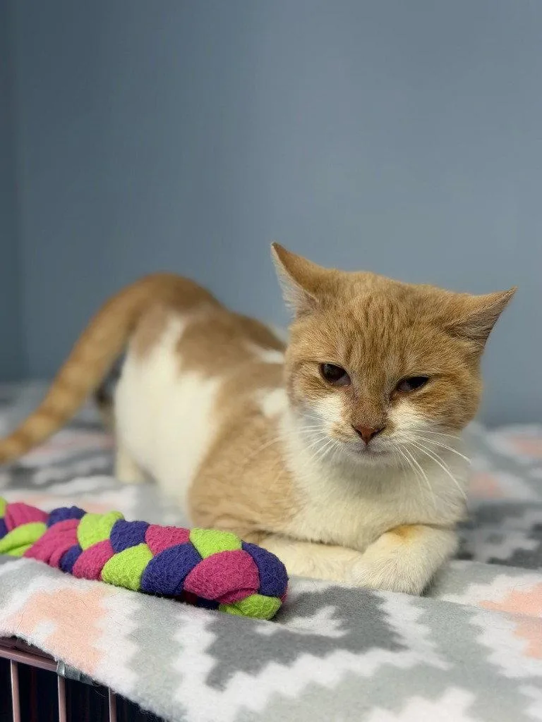 A young small-sized female Domestic Short Hair cat named Daphne for adoption in Lovingston, VA
