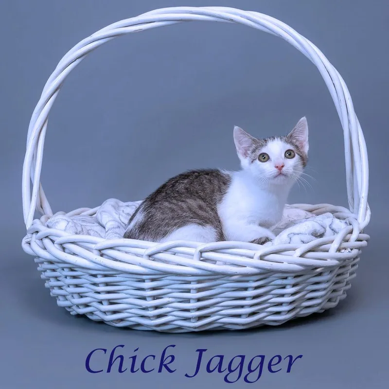 A baby small-sized male Gray / Blue / Silver Domestic Short Hair cat named Chick Jagger C for adoption in Lebanon, TN