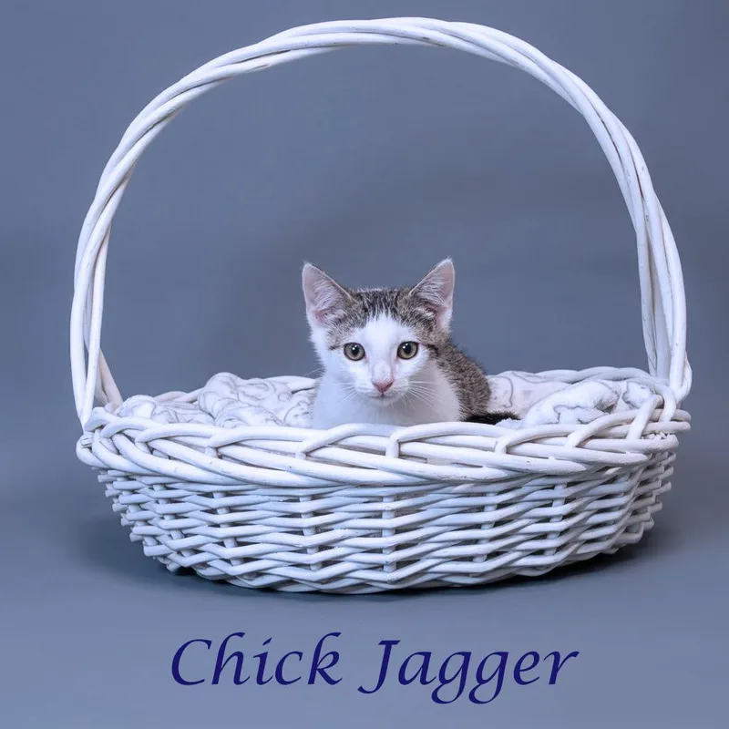Chick Jagger C thumbnail 2