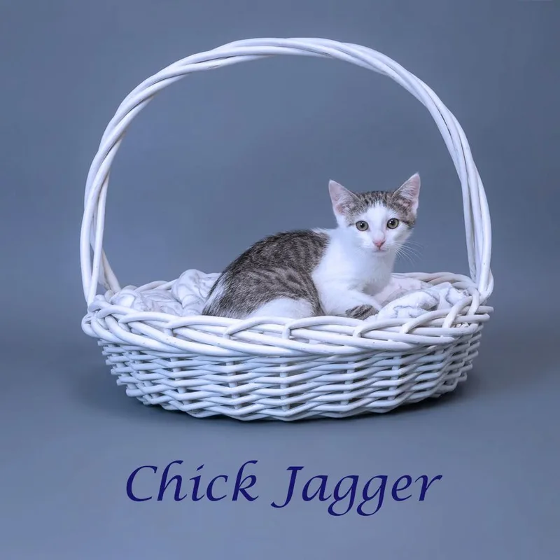 Chick Jagger C thumbnail 3