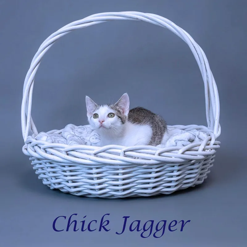 Chick Jagger C thumbnail 4