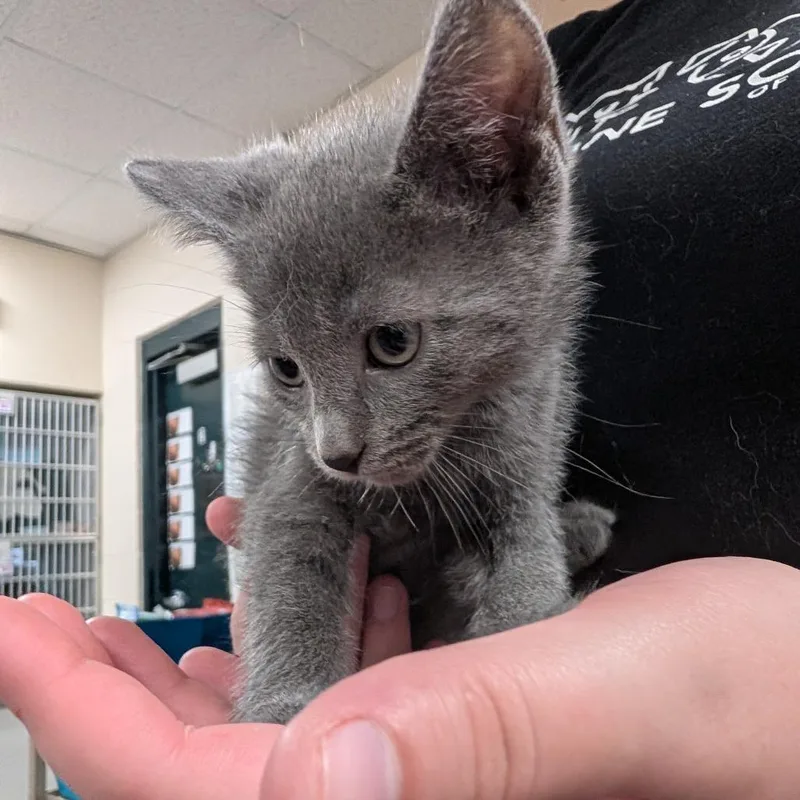 A baby small-sized female Gray / Blue / Silver Domestic Short Hair cat named Pigeon for adoption in Grand Rapids, MI