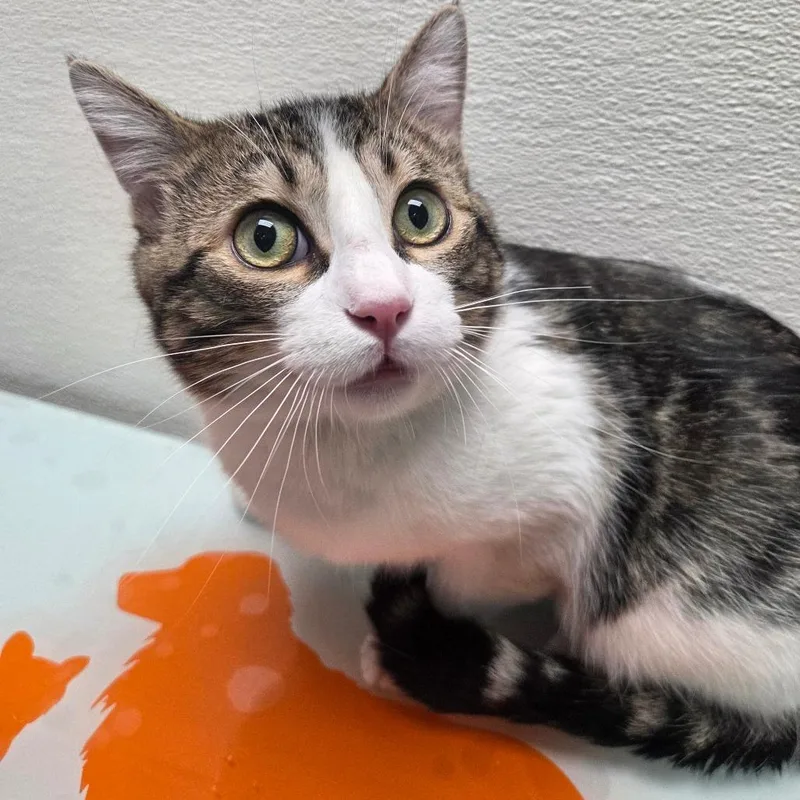 A young medium-sized male Gray / Blue / Silver Domestic Short Hair cat named Stormy for adoption in Albuquerque, NM