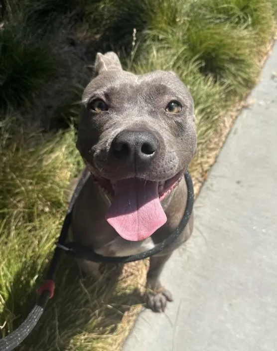 A young medium-sized female Pit Bull Terrier dog named Rue for adoption in Chatsworth, CA