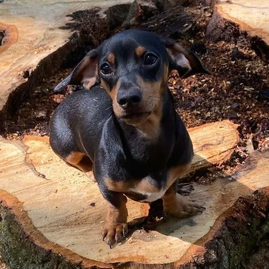 An adult small-sized female Black Miniature Dachshund dog named Nellie for adoption in Martinsburg, WV
