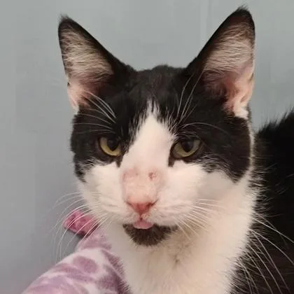 A young medium-sized male Domestic Short Hair cat named Biscuit for adoption in Verona, WI