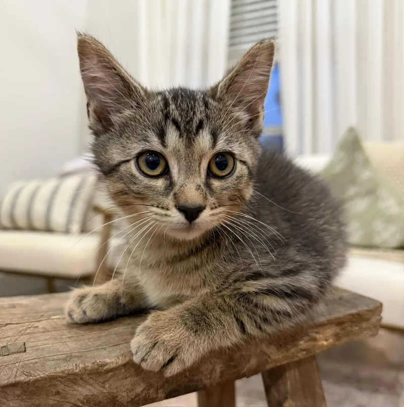 Oliver